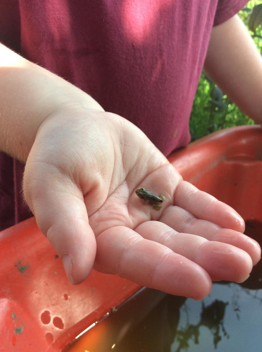 We have tiny frogs!