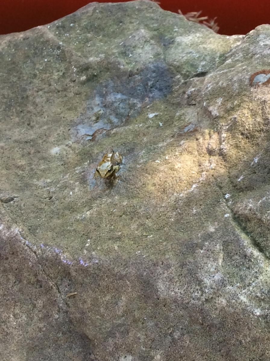 We have tiny frogs!