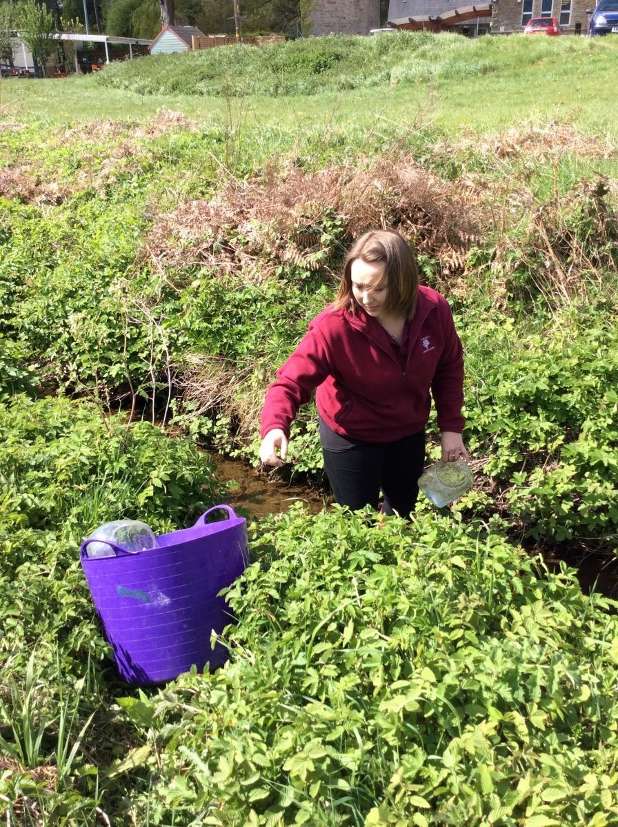 Laura collecting stream water for the tadpoles.