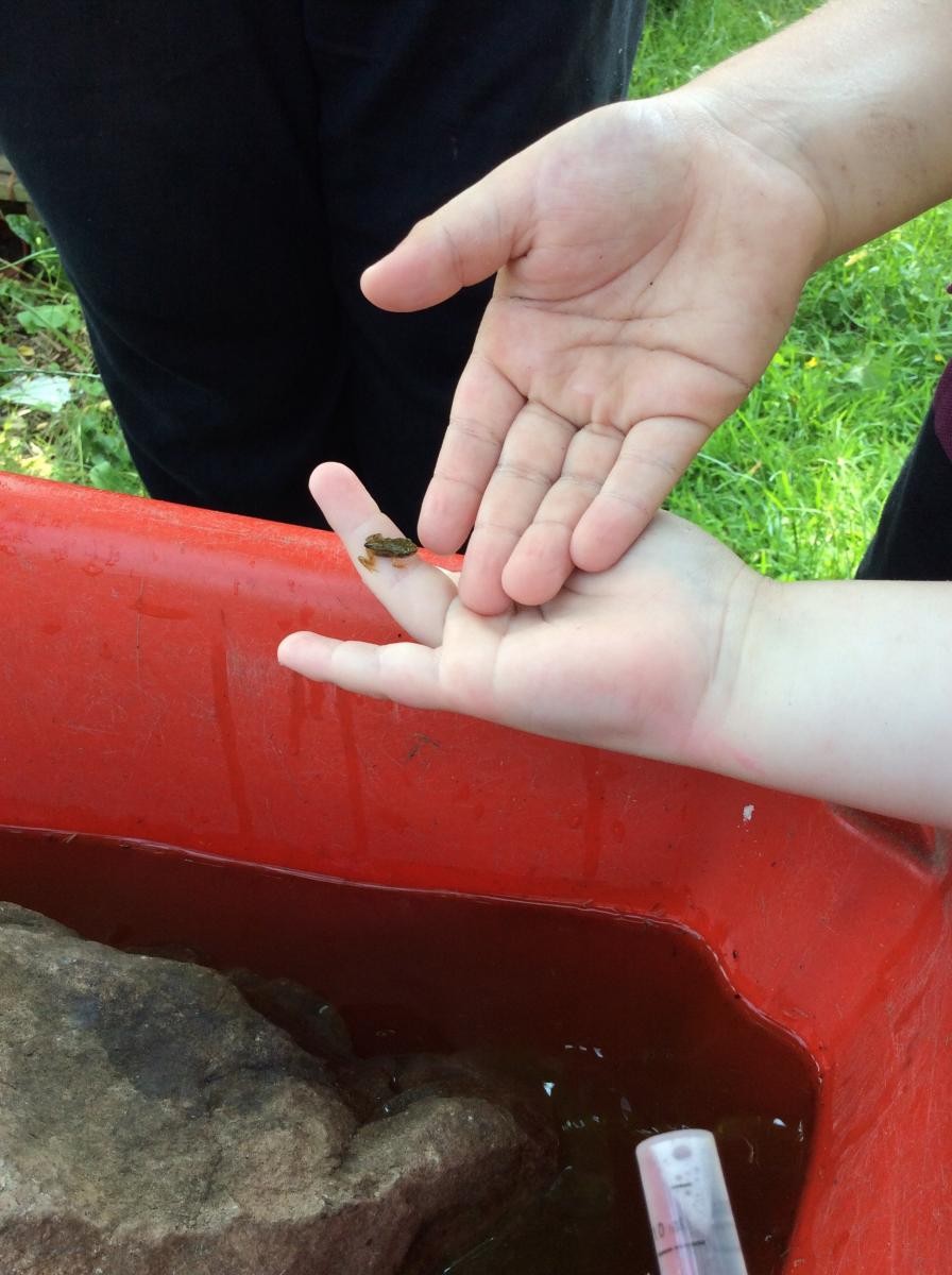 We have tiny frogs!