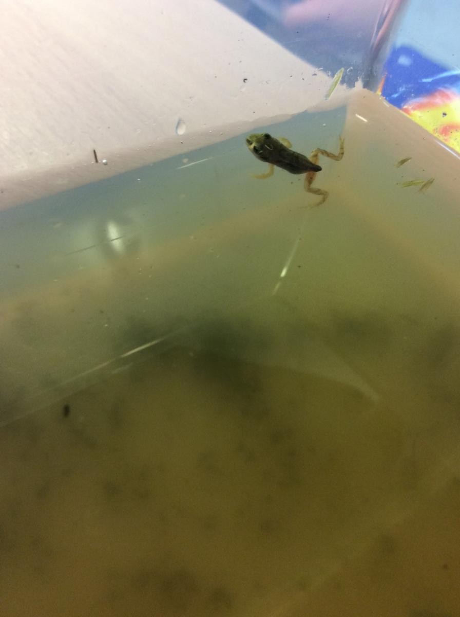 We have tiny frogs!