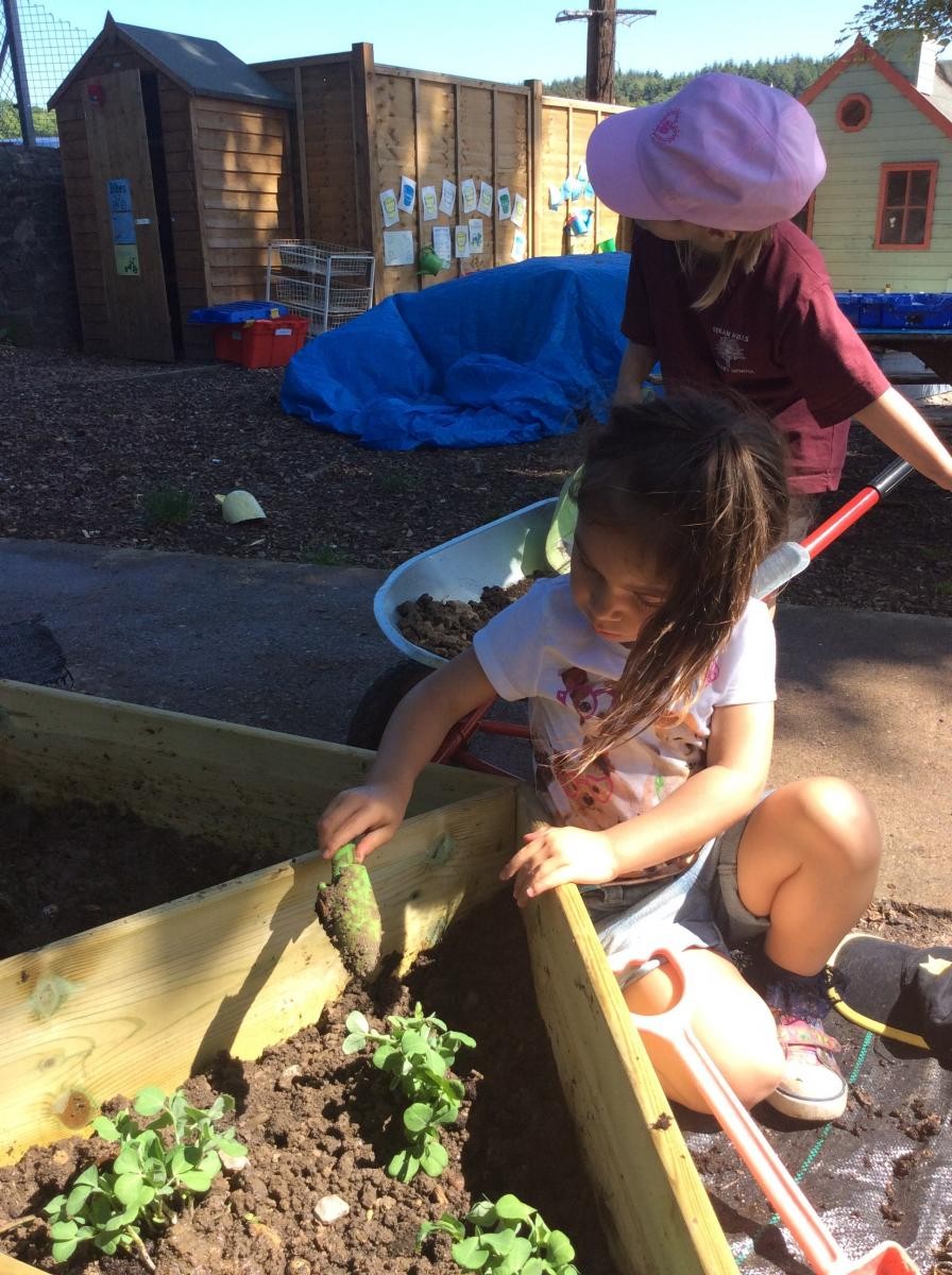 Observing the plants