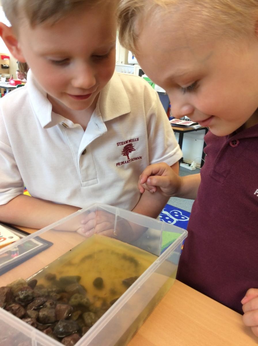 We have tiny frogs!