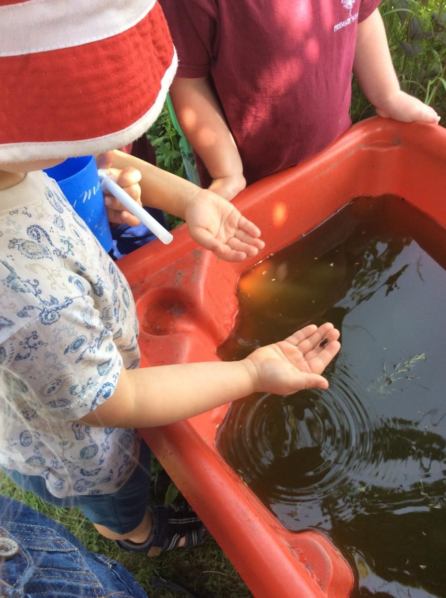 We have tiny frogs!