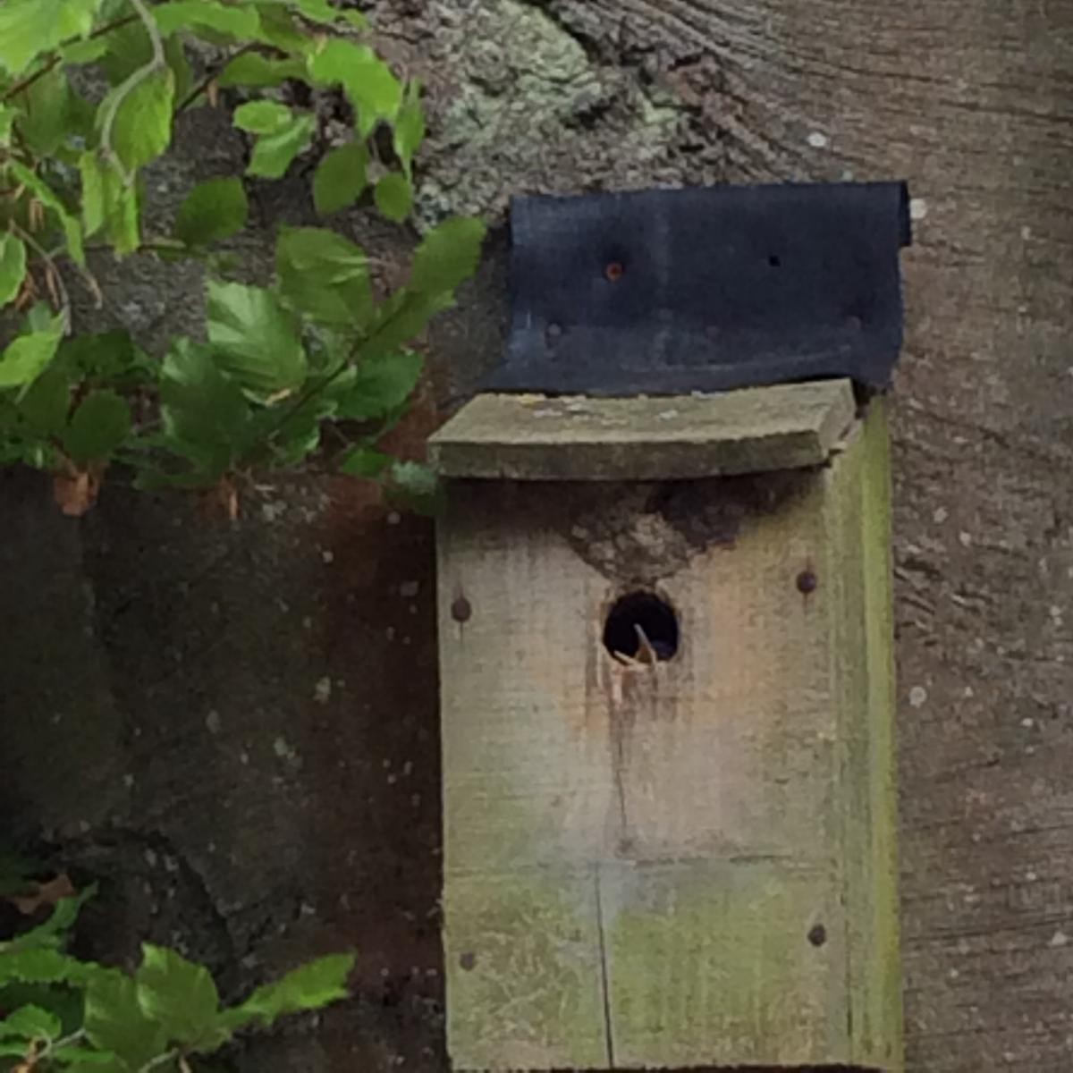 We had baby birds in our bird box!