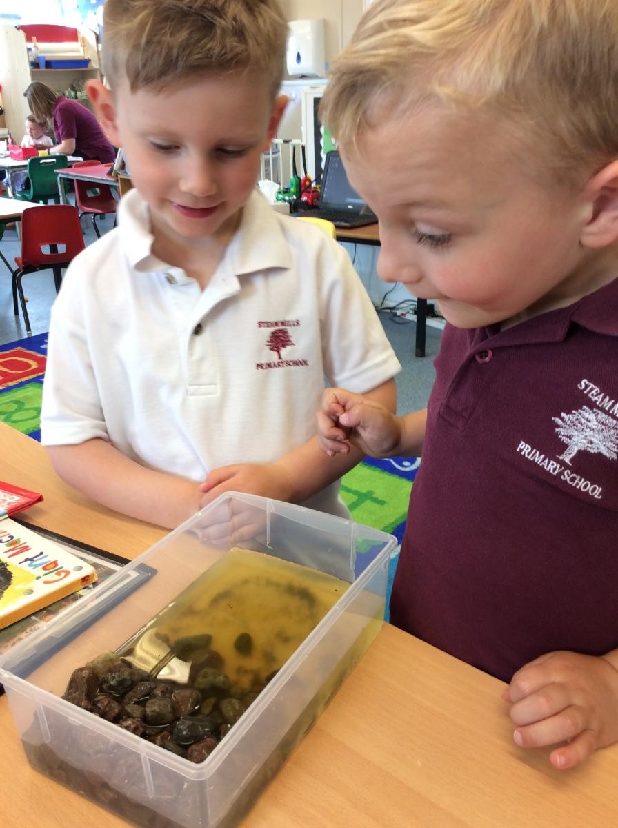 We have tiny frogs!