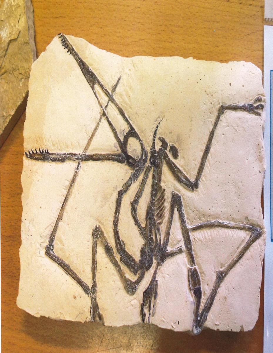 Pterodactylus Science Week & Geology Investigations - casting our own 'fossils'.