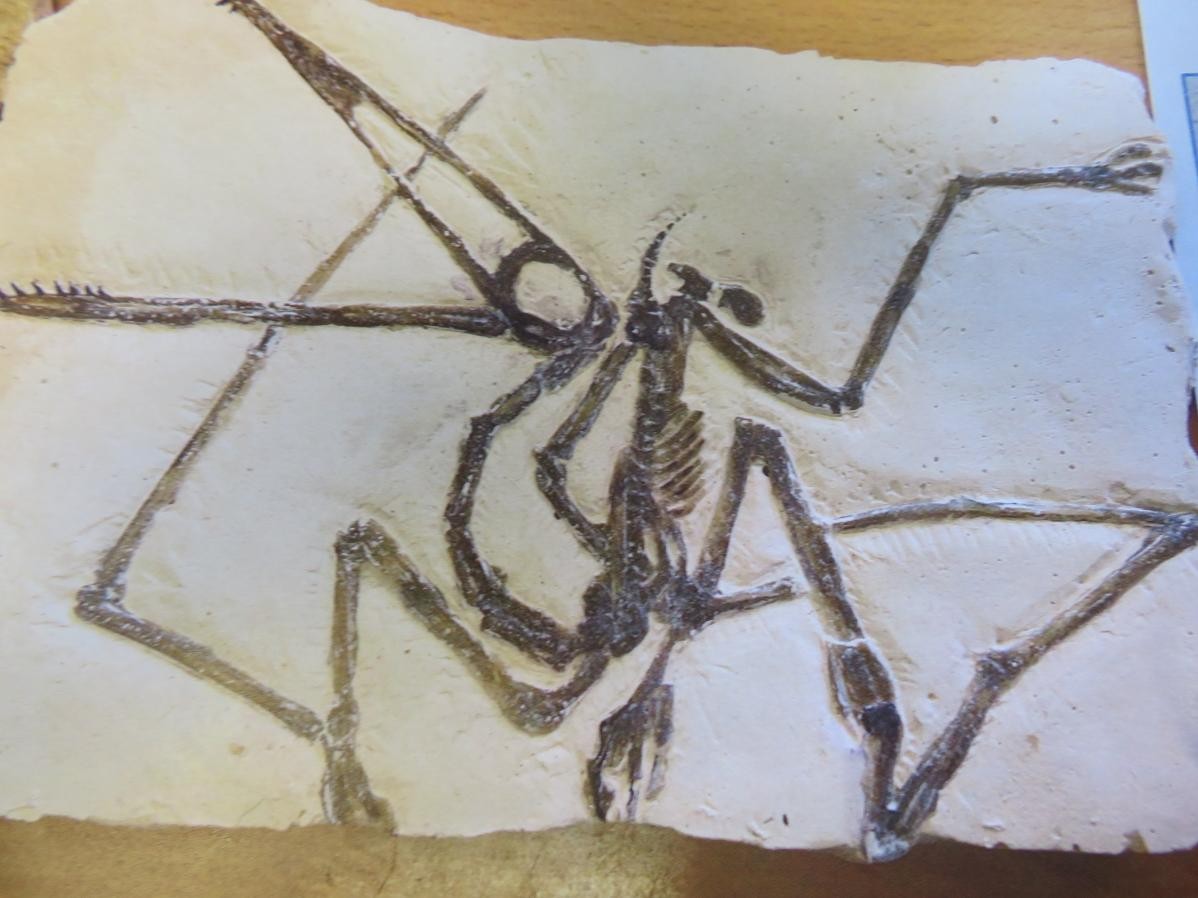 Pterodactylus Science Week & Geology Investigations - casting our own 'fossils'.