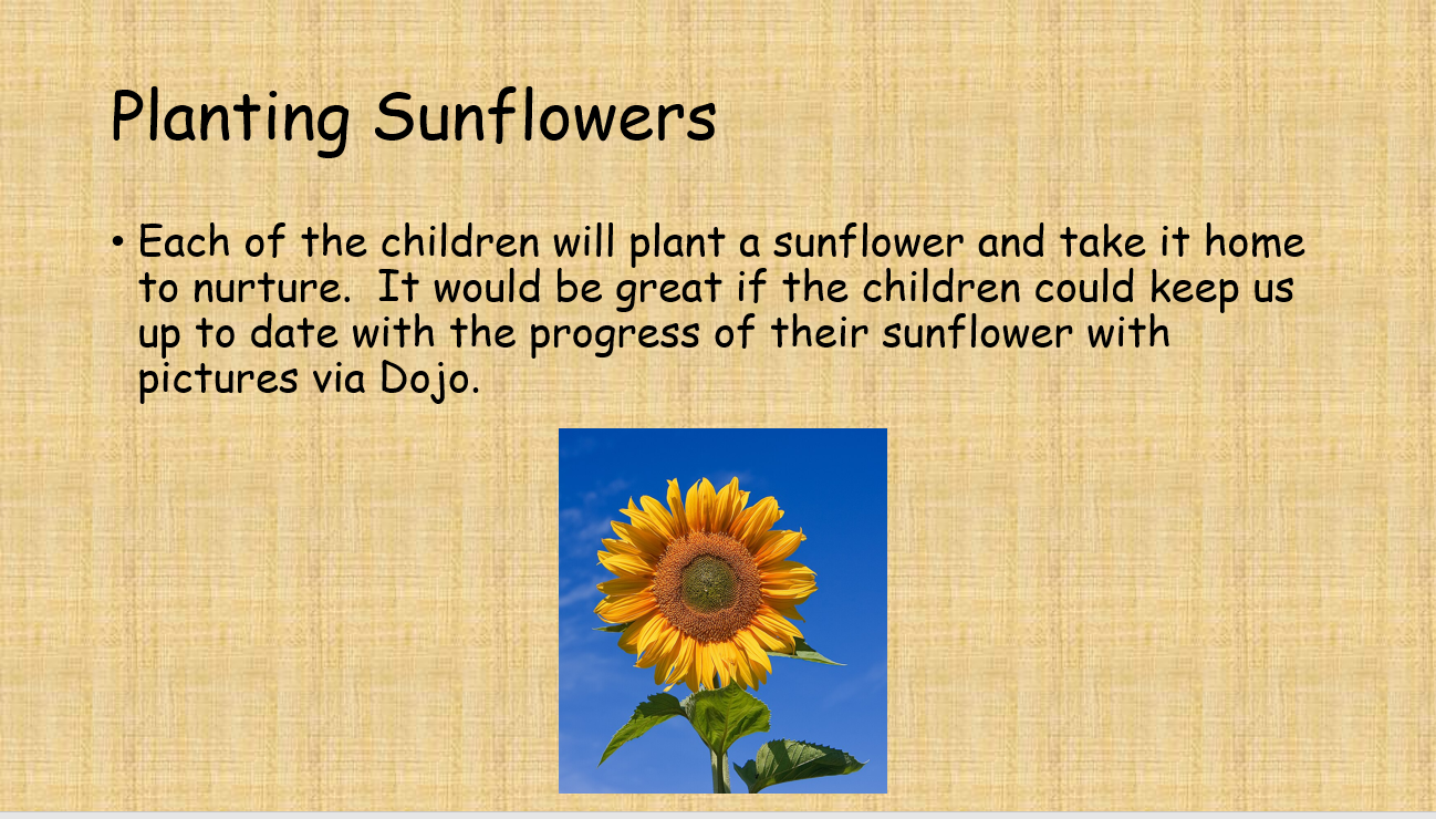 Planting Sunflowers
