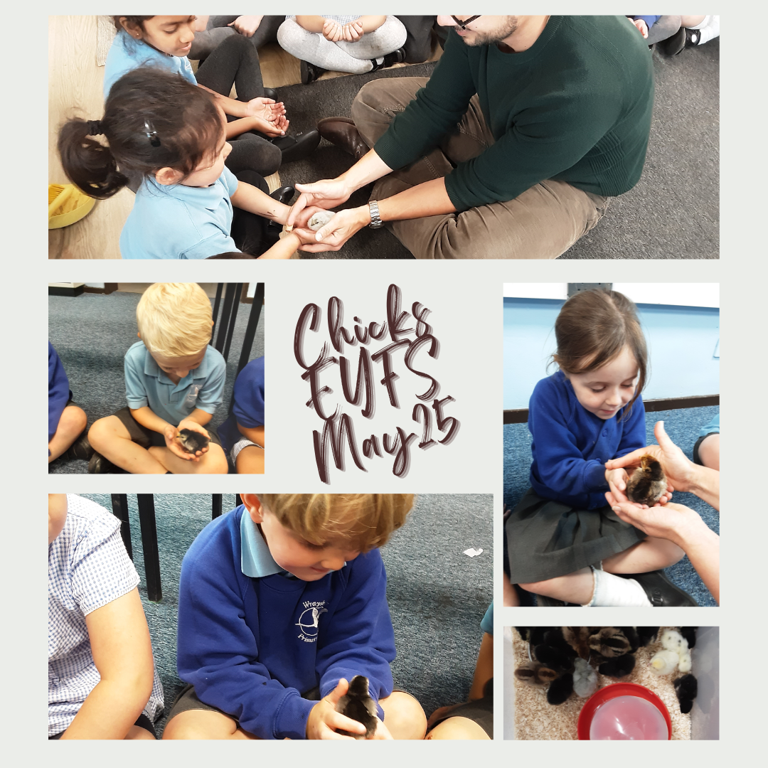 Chicks 