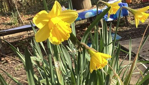 Daffodils