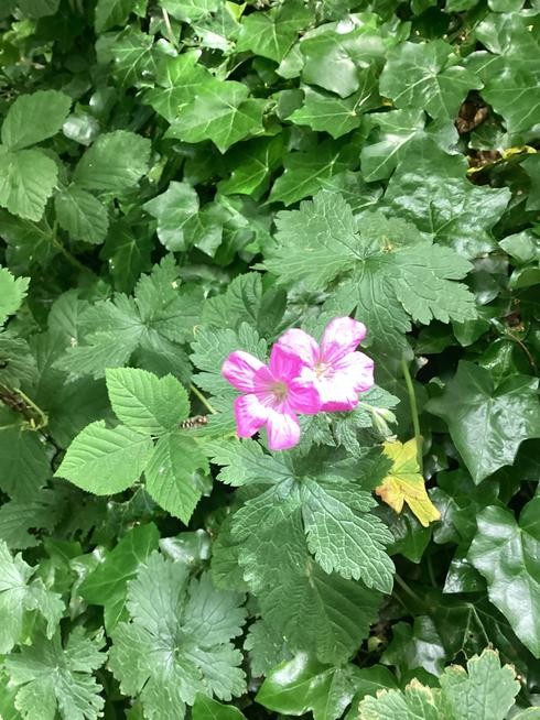 Foliage and pink flower