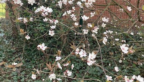 Bush of white flowers