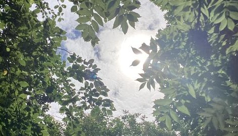 Looking up into the trees