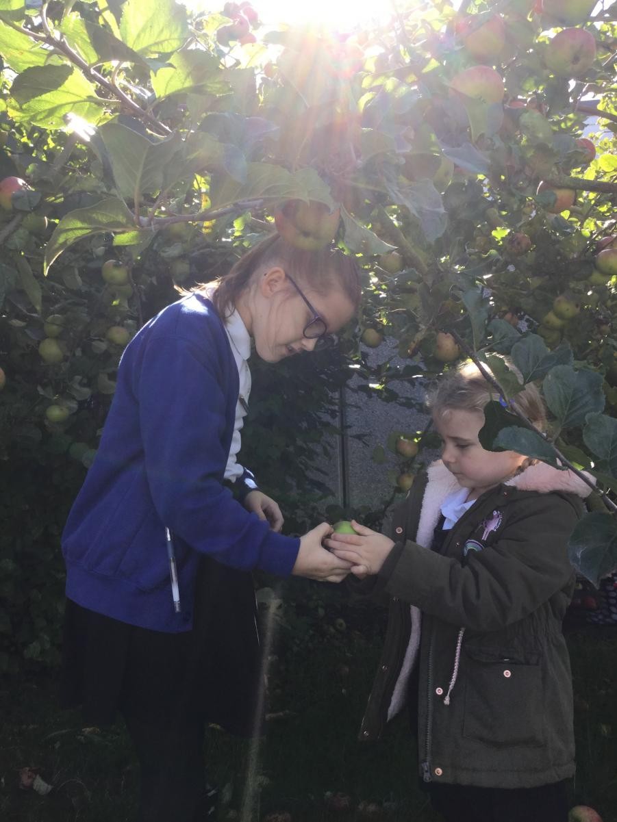 Eco Council's first meeting, fruit picking in our Birchwood orchard.