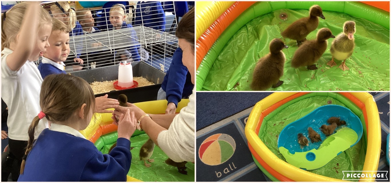 ducks
