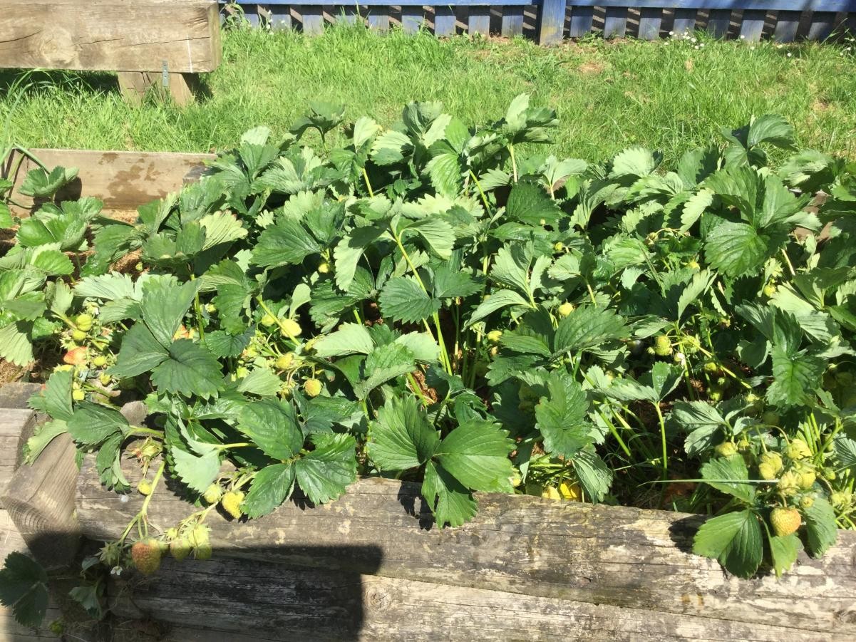 Remember to visit our Farmers’ Market on Friday 6th July 2018