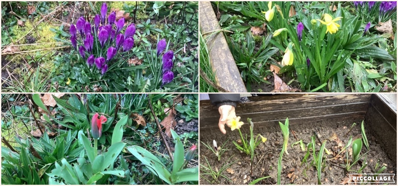 gardening