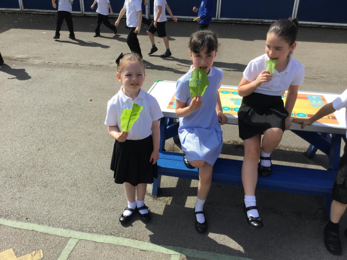 Eco Council - Growing