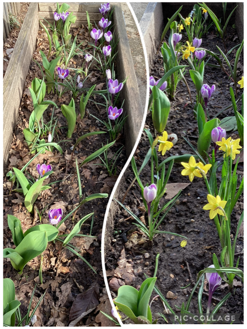 bulbs