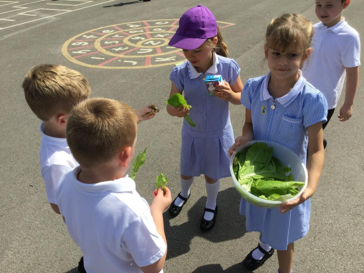 Eco Council - Growing