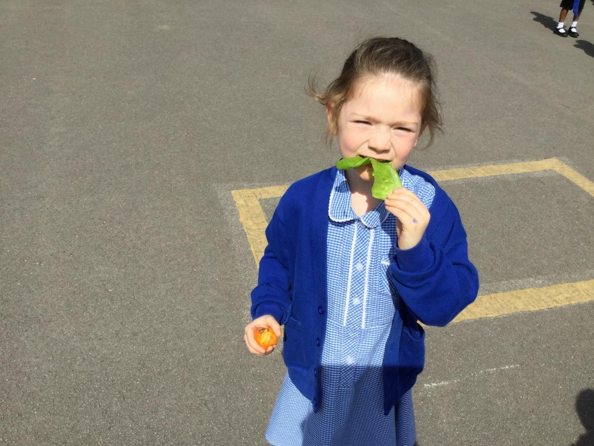 Eco Council - Growing