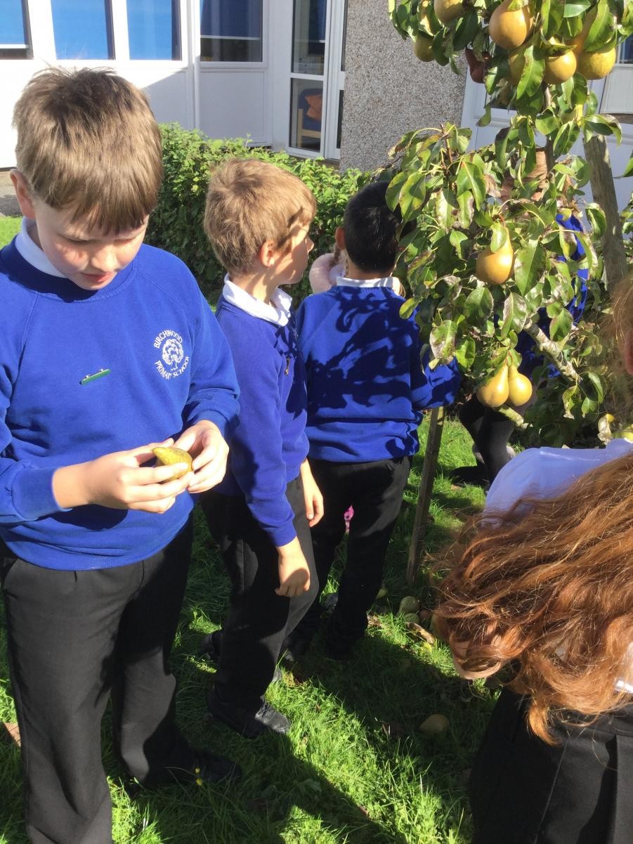 Eco Council's first meeting, fruit picking in our Birchwood orchard.