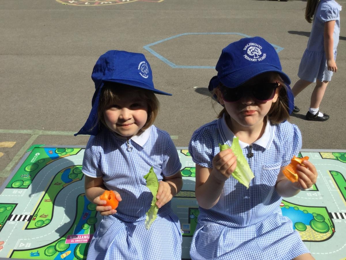 Eco Council - Growing