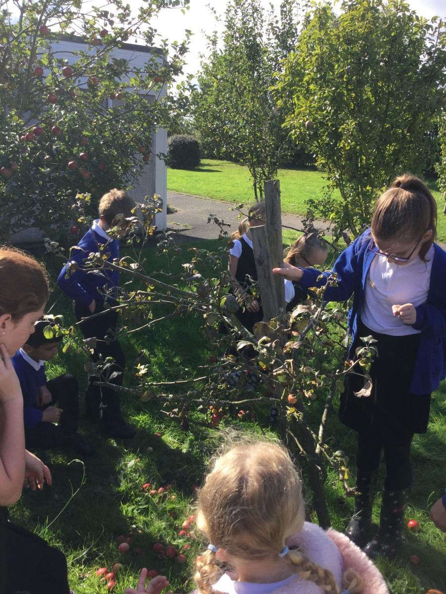 Eco Council's first meeting, fruit picking in our Birchwood orchard.