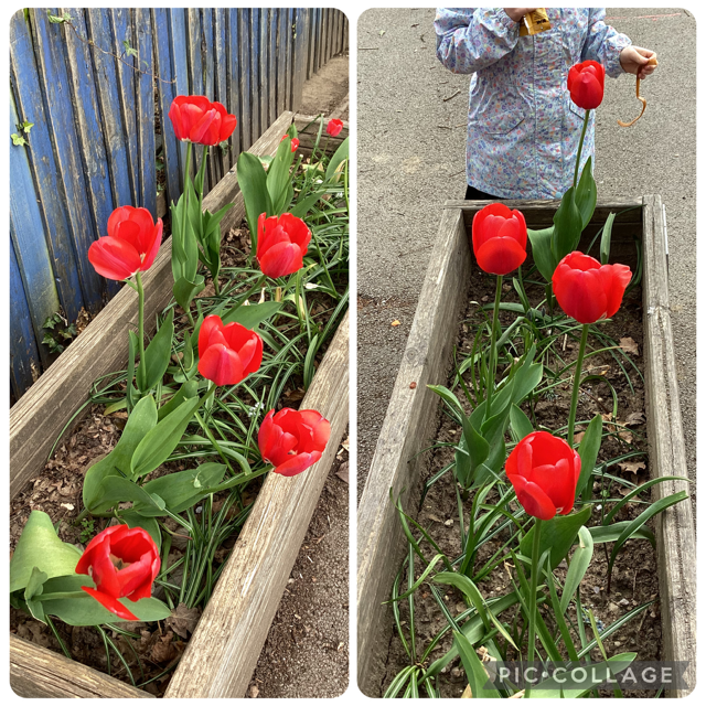 bulbs