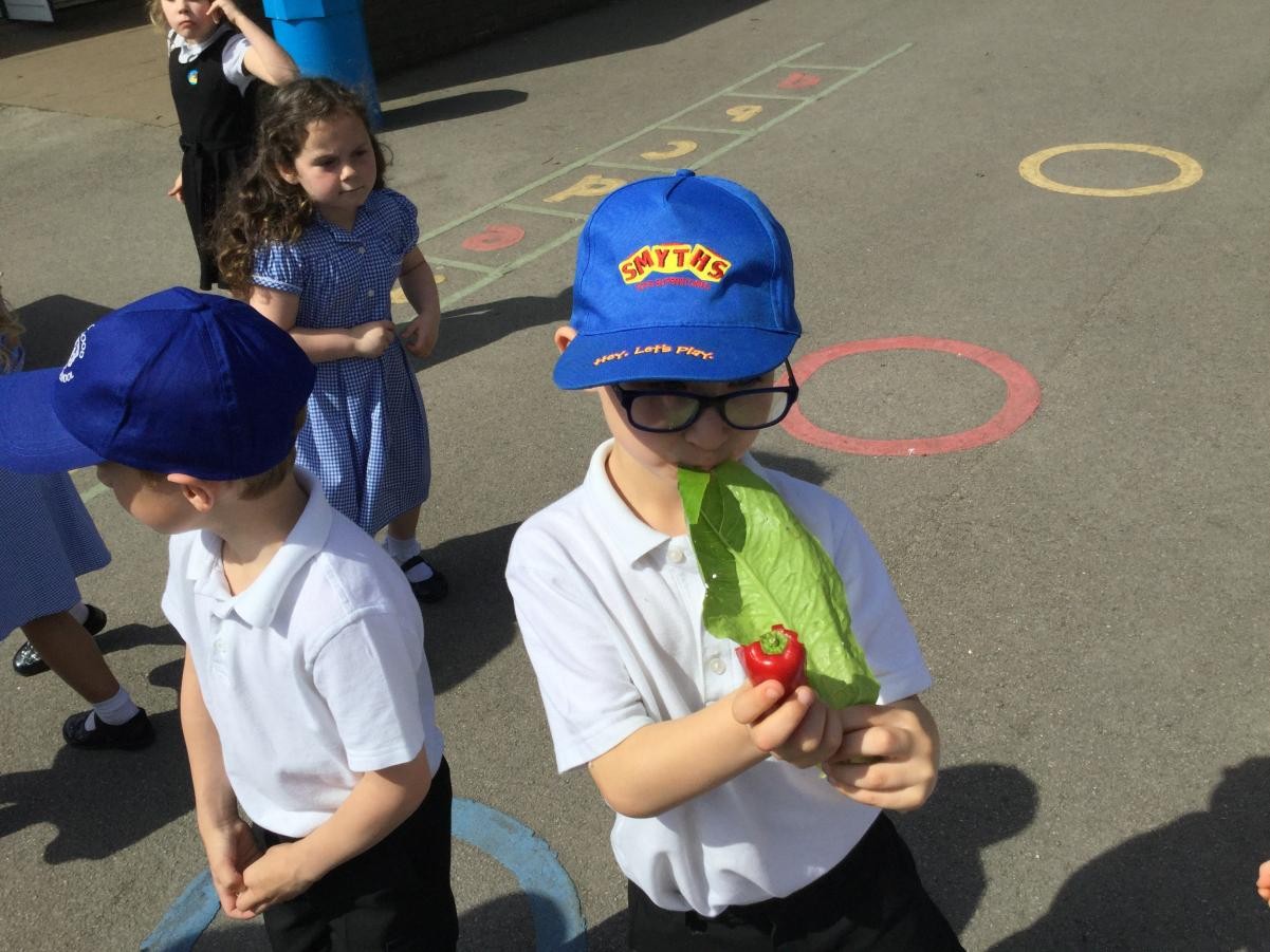 Eco Council - Growing