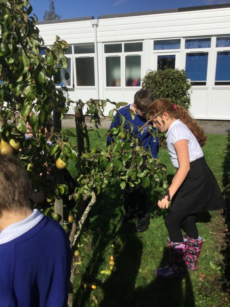 Eco Council's first meeting, fruit picking in our Birchwood orchard.