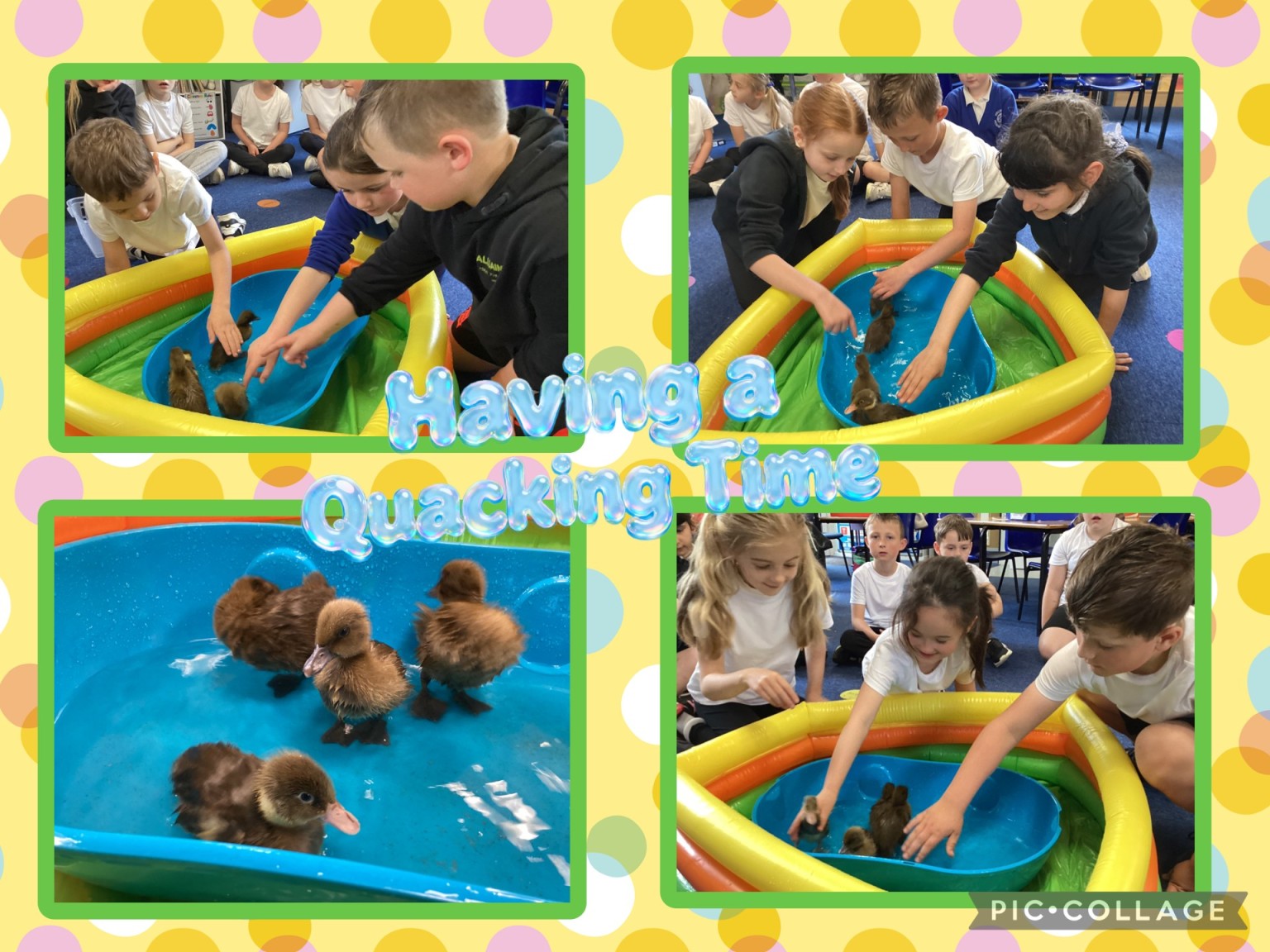 ducks