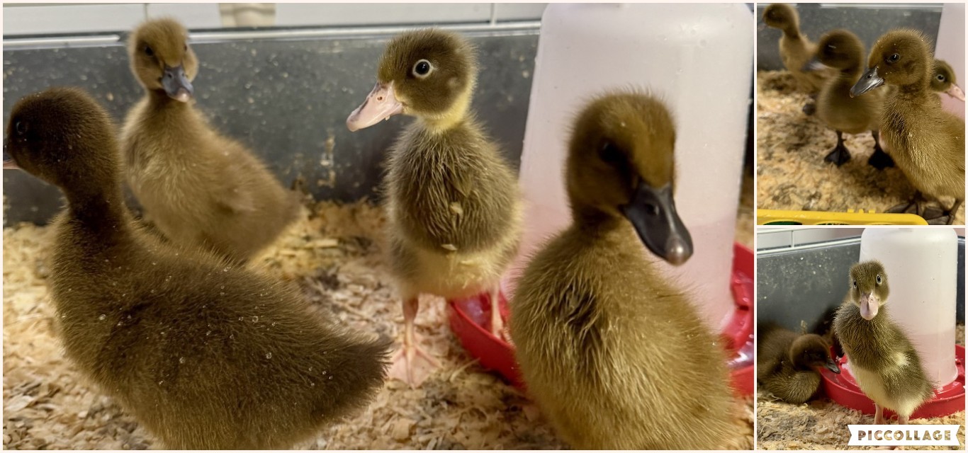ducks