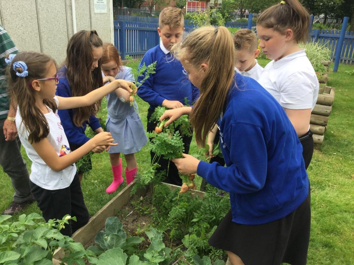 Eco Council - Growing