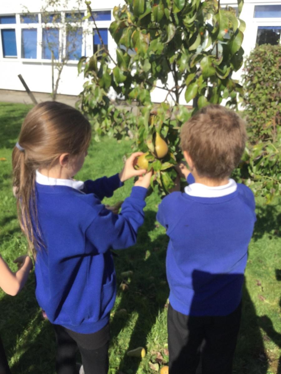 Eco Council's first meeting, fruit picking in our Birchwood orchard.