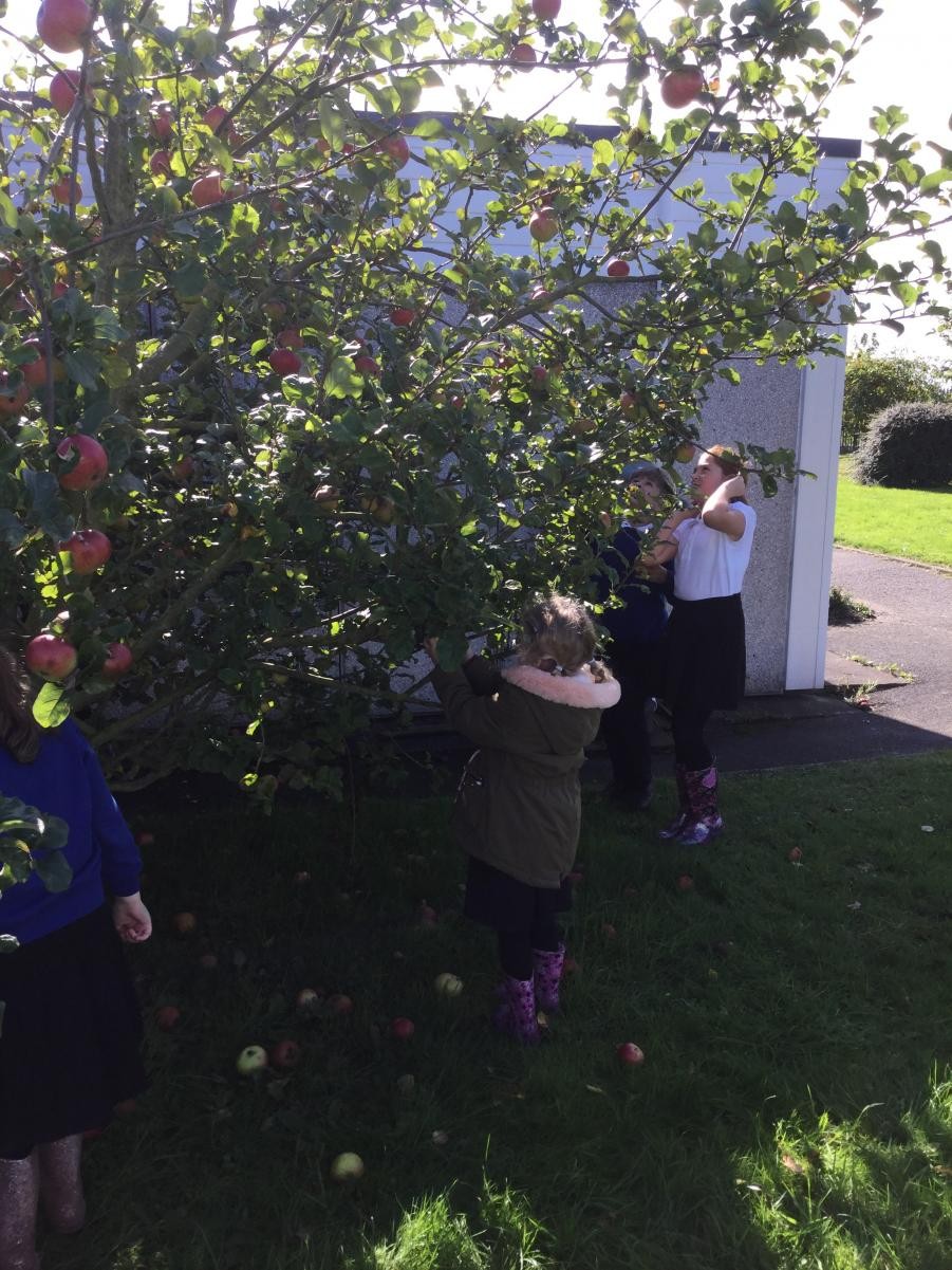Eco Council's first meeting, fruit picking in our Birchwood orchard.