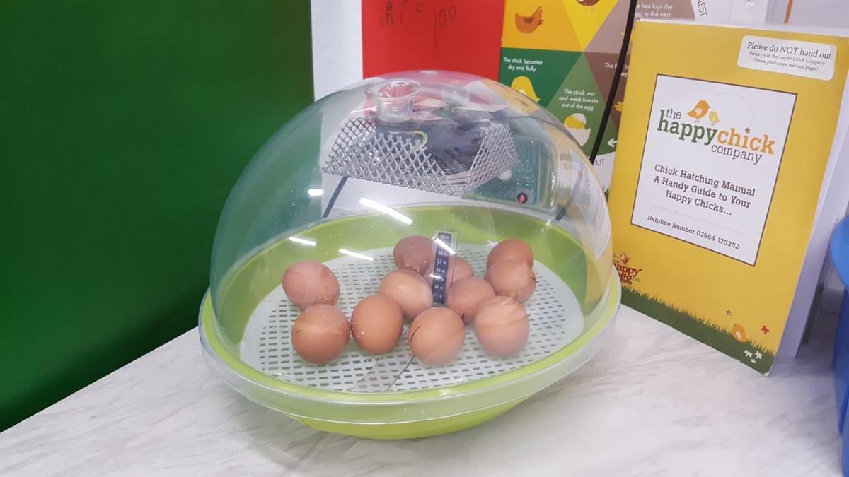 Robins eggs arrived!