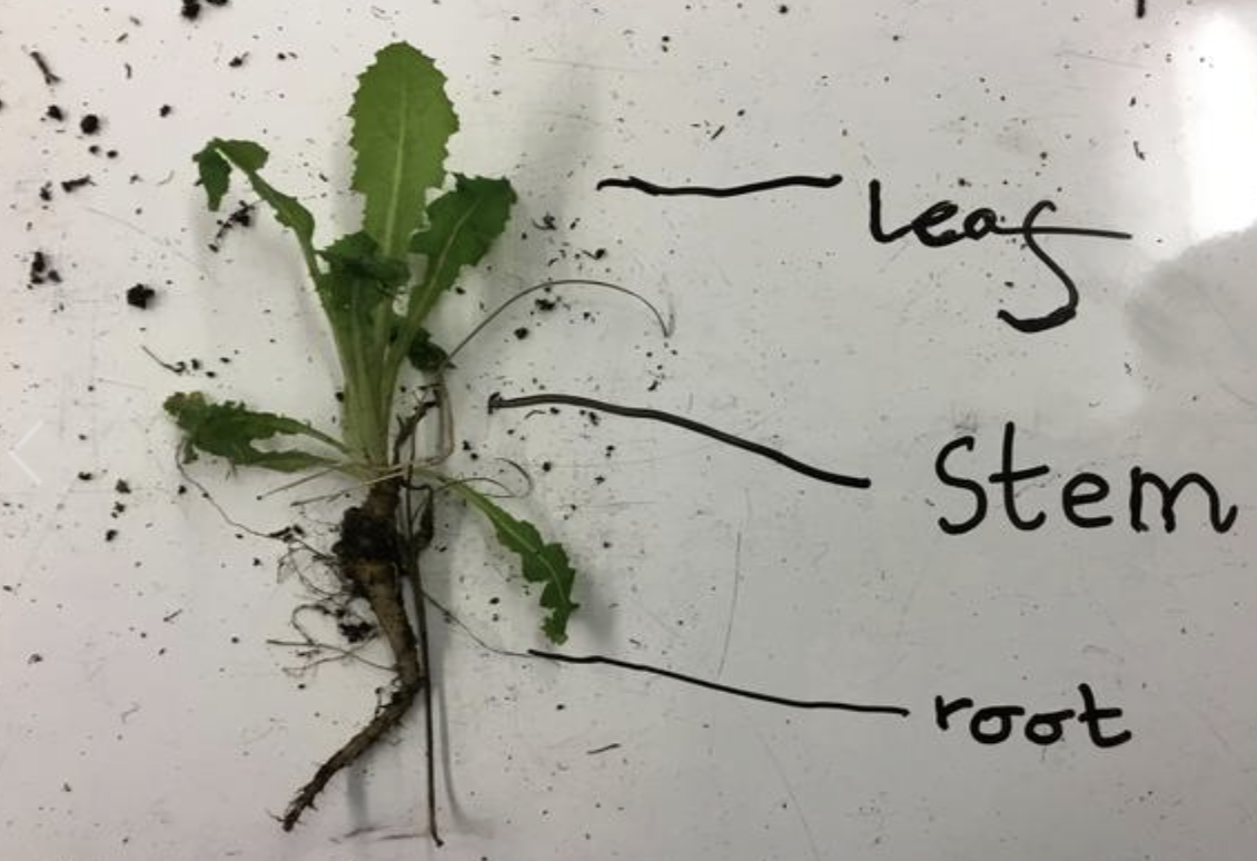 Naming parts of plants