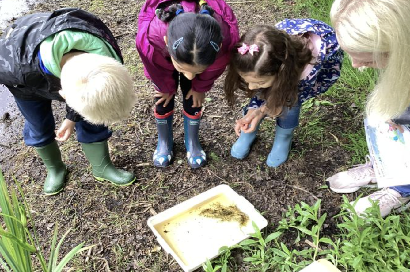 Exploring pond wildlife