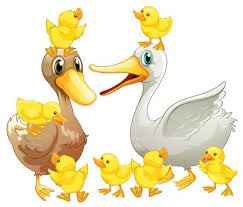 Ducklings
