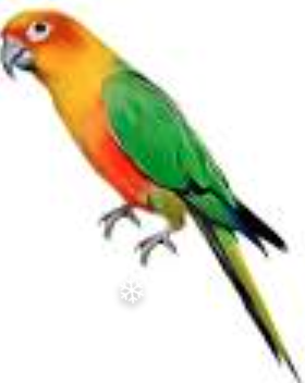 Parrots