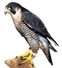 Eagles