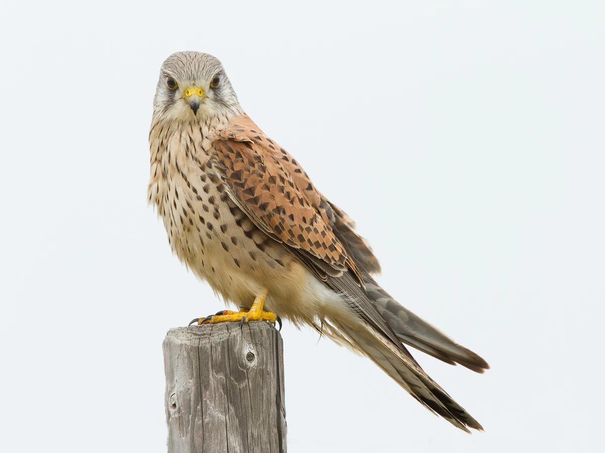 Kestrels