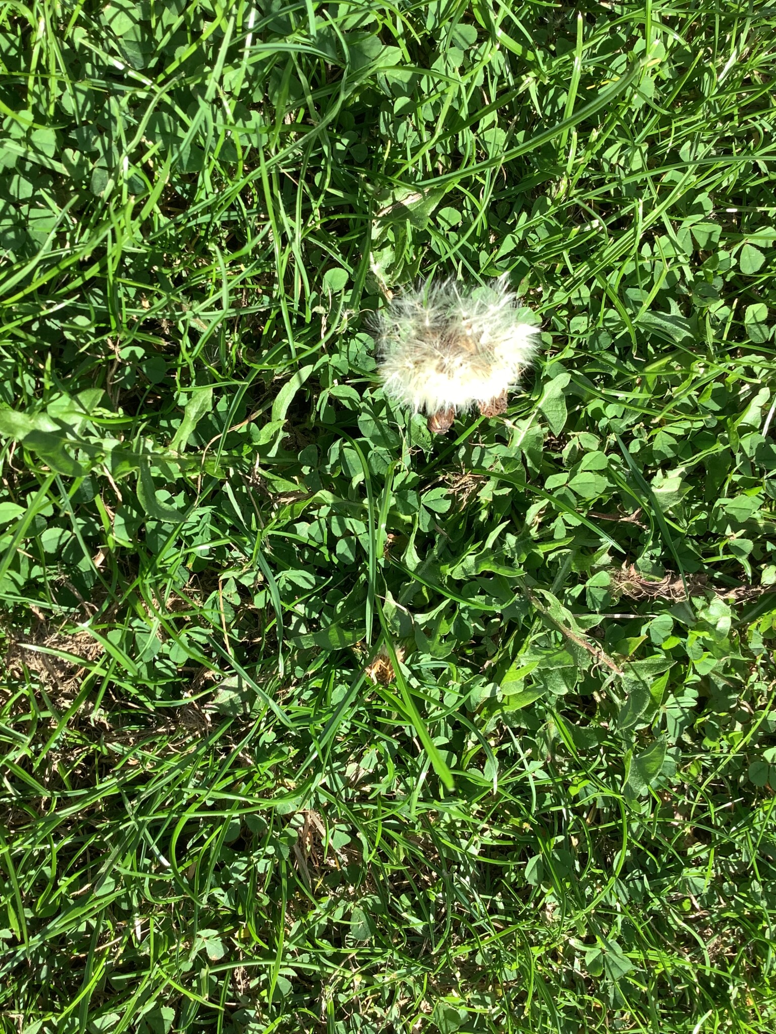 Feather