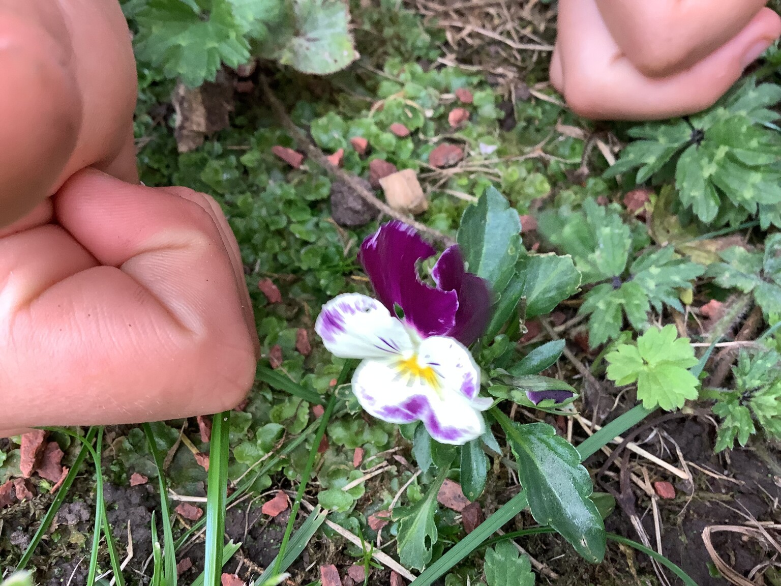 Flower