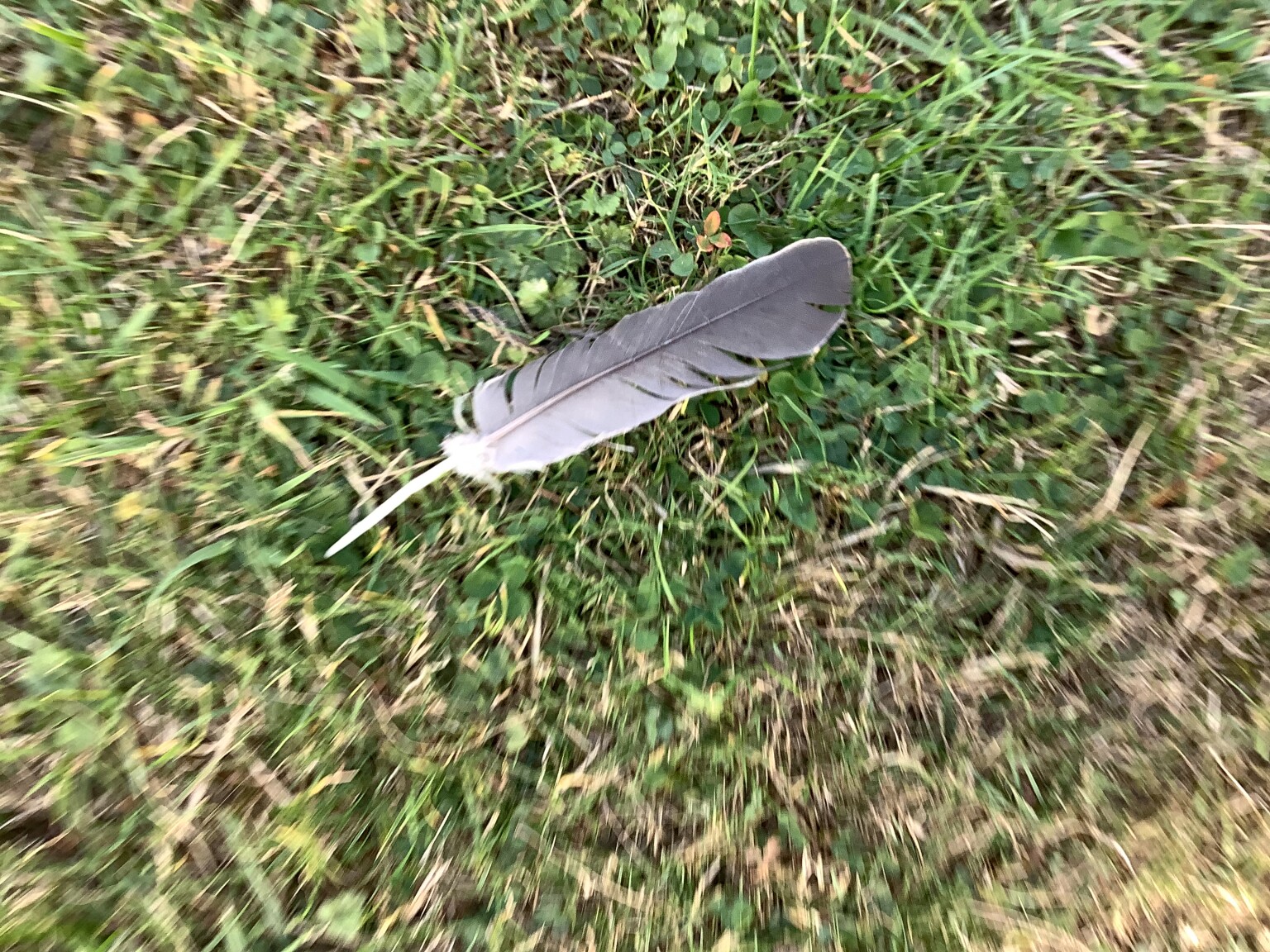 Feather