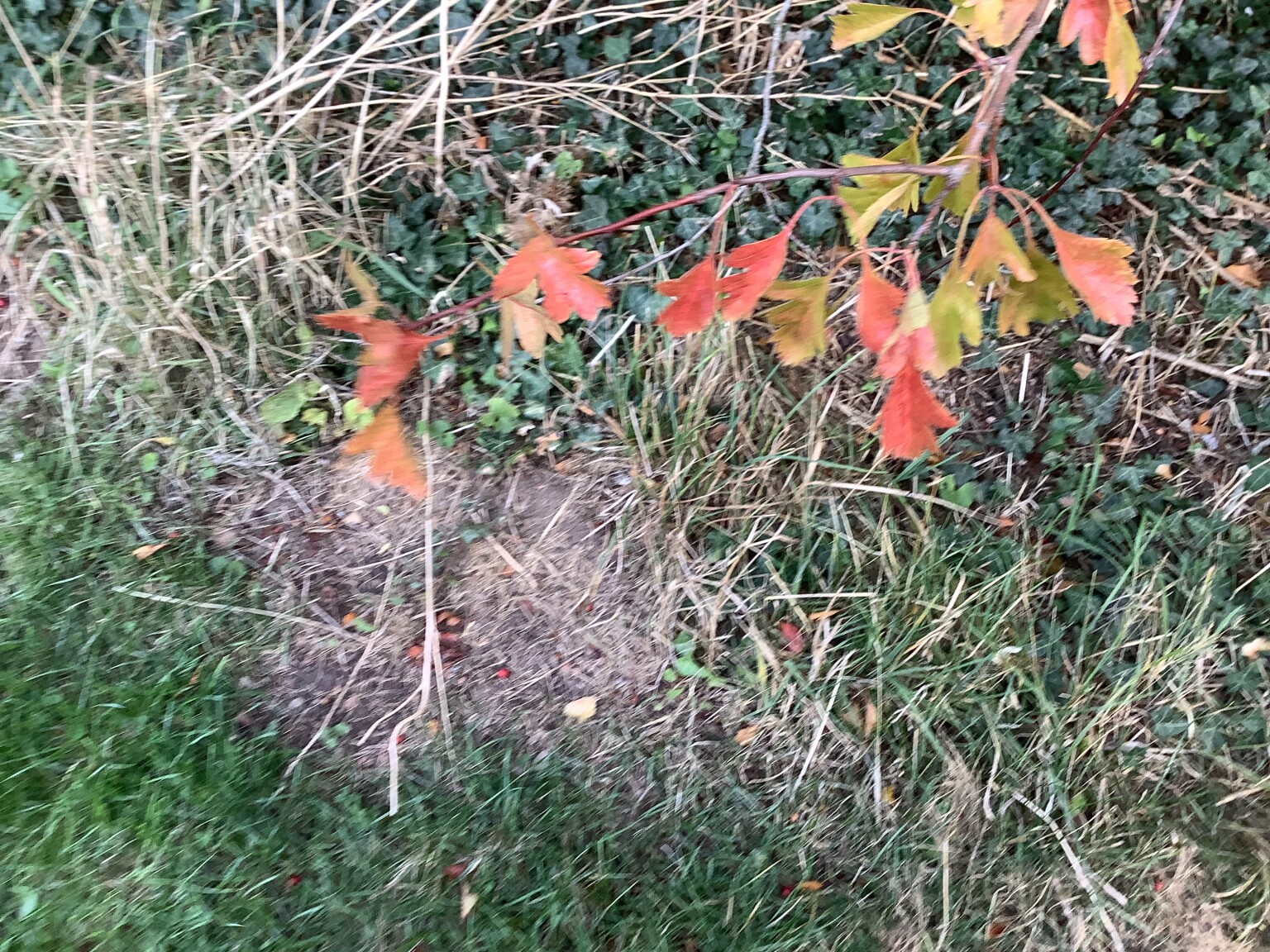 Leaves