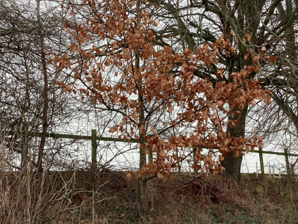 Class 1 Science - Living things and their habitats