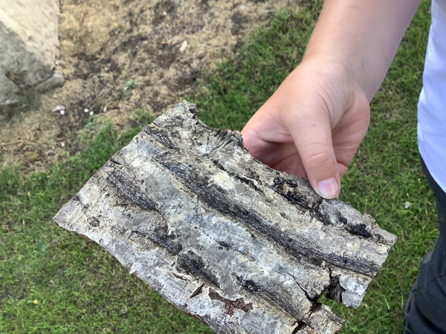 Bark